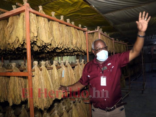 ¡Exquisito aroma y sabor! Tabaco hondureño, uno de los mejores a nivel mundial
