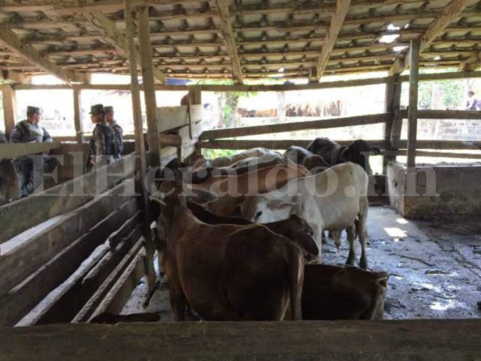 Honduras: Incautan bienes y finca a yerno de Arnulfo Valle Valle en Operación Estigia en Morazán, Yoro