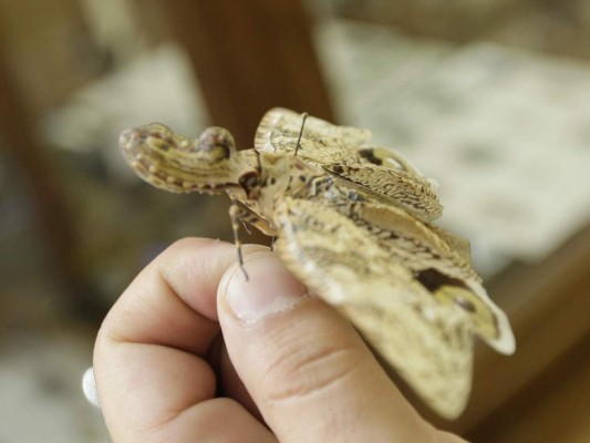 Curiosos insectos alberga la capital de Honduras