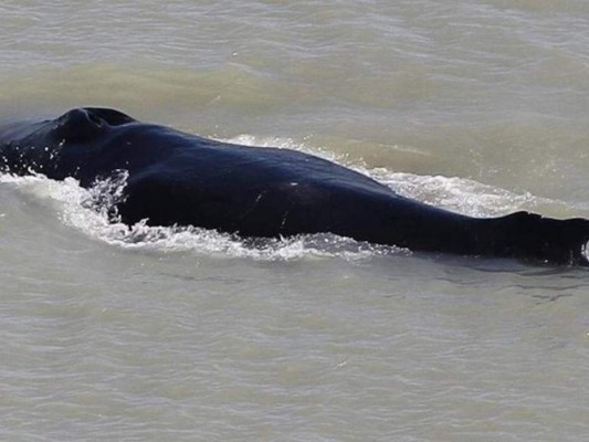 Ballena se queda atascada en un río repleto de cocodrilos&nbsp;&nbsp;