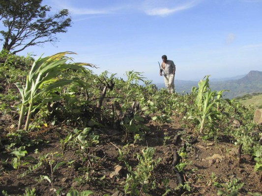 Gobierno entregará bonos agrícolas