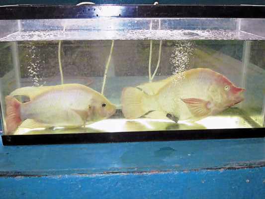 Sube producción artesanal de tilapia en Comayagua