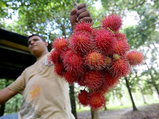 Se espera duplicar venta de rambután en EE UU y Canadá