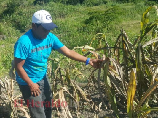 Advierten sobre impacto de extensa canícula en el corredor seco de Honduras