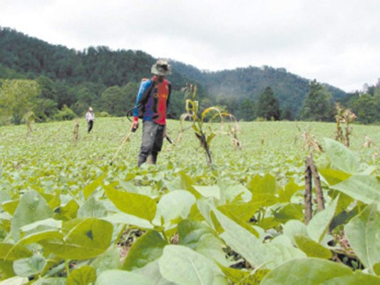 Productores auguran aumento de cosecha
