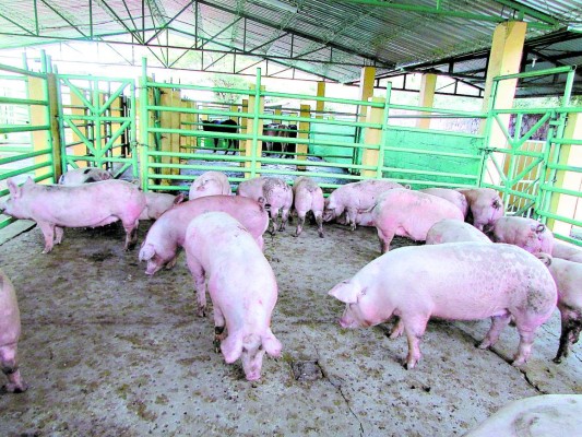 Transforman condiciones de rastro municipal de Danlí