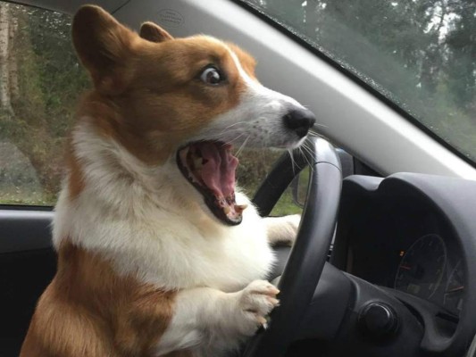 Loki , 'el perro comediante” encanta con sus graciosas publicaciones