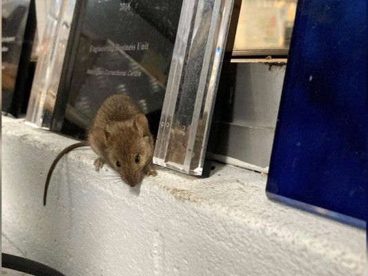 Plaga de ratones obliga a evacuar presos de la cárcel de Australia