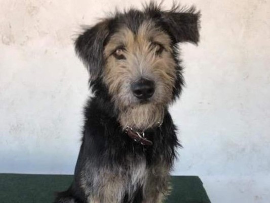 Fotografía sin fecha cedida por Helping Animals Live On (HALO), donde aparece el perro Monte, una mezcla de terrier de dos años de edad descubierto por varios cineastas que lo adoptaron en un refugio para animales, en Phoenix, Arizona. Foto: EFE