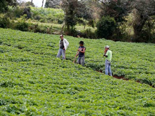 Se prevén 500,000 quintales más de maíz, arroz y frijoles