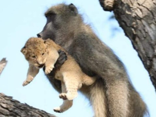 El babuino sostuvo al cachorro de león. Foto cortesía Latest Sightings