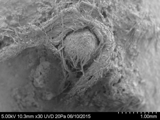En esta imagen captada con un microscopio electrónico, cortesía de Marie-Helene Moncel en abril de 2020, se ve parte de una cuerda creada por el hombre de Neandertal en Abri du maras, Francia. Foto: AP