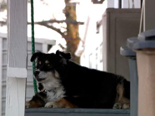 Insólito: Hombre hereda 5 millones de dólares a su perro