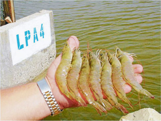 En Valle se cultiva el mejor camarón