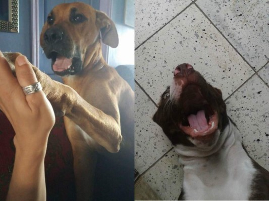 ¡Ternuras! Las mascotas hondureñas son consentidas y estas fotos lo comprueban