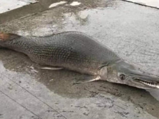 Captan a criatura acuática con cuerpo de pez y cabeza de cocodrilo &nbsp;&nbsp;