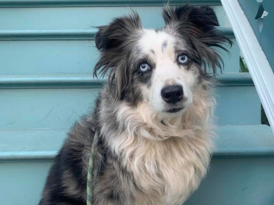 Mujer rentó un avión y creo página web para hallar a su perro robado