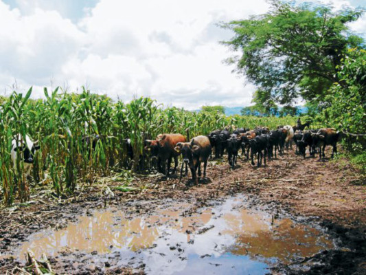 En comida de ganado se convirtieron milpas