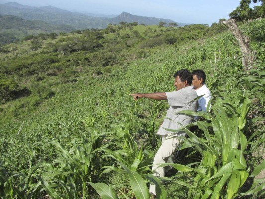 Producción de primera se pierde en un 60 por ciento en la zona sur