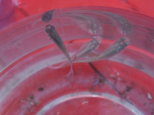 Comenzó la etapa crítica en cuanto al riesgo que genera el Aedes aegypti