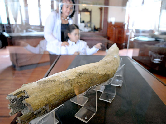 Honduras exhibe colmillo de mastodonte de unos 12,000 años de antigüedad