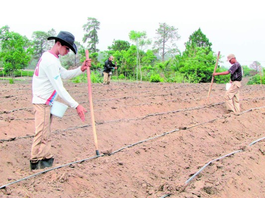 Readecuarán las deudas a los productores agrícolas en Honduras