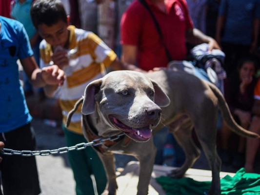 'Bolillo', el perro que viaja con la caravana de migrantes hondureños