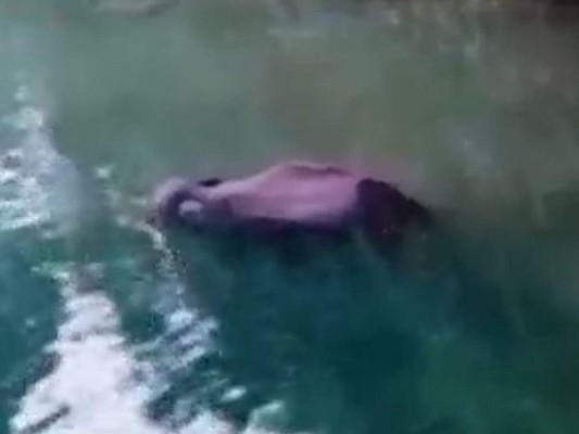 Elefanta embarazada muere tras alimentarse con presunta piña explosiva&nbsp;&nbsp;