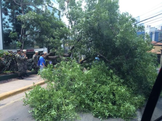 Se cae frondoso árbol en el Juan Pablo II