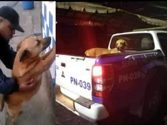 VIDEO: Perro a toda velocidad provoca aparatosa caída de un hombre