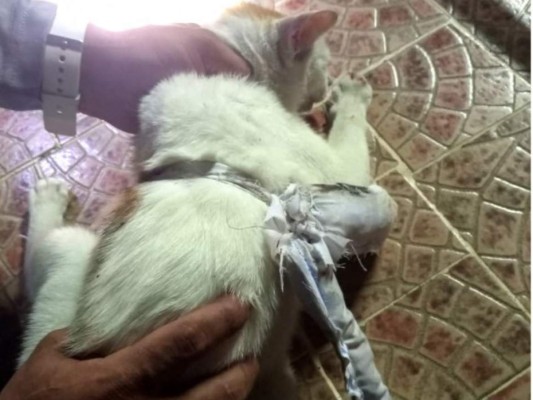 Capturan 'narcogato' intentando pasar droga a una cárcel&nbsp;