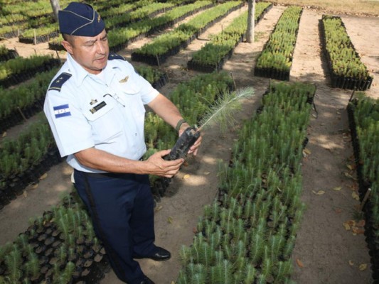 Listo plan para recuperar bosques dañados por incendios y plagas