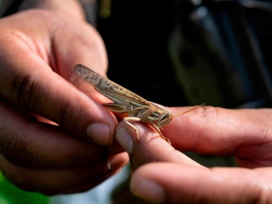 La SAG monitorea presencia de la langosta voladora en Honduras