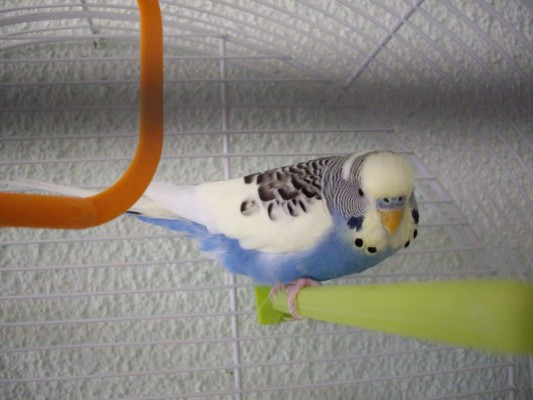 Los pericos australianos se han vuelto los preferidos de los hogares hondureños