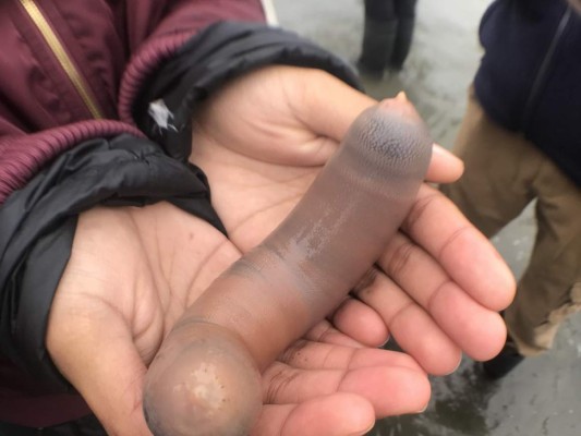 Miles de 'peces pene' aparecen en una playa de California