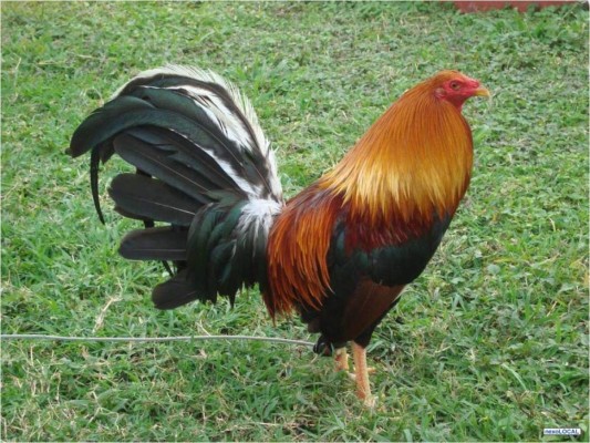 México: Niño muere de un infarto tras ser perseguido por un gallo