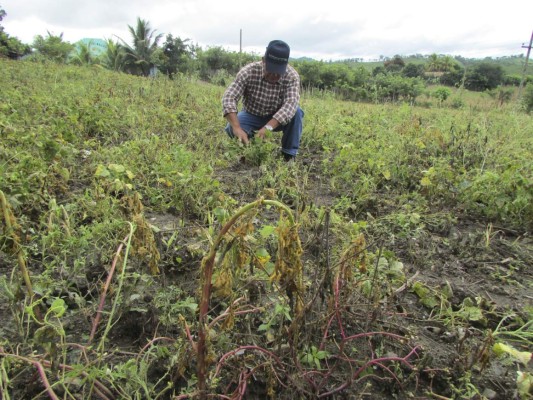 Honduras: Plaga ataca frijoles en aldea Jutiapa