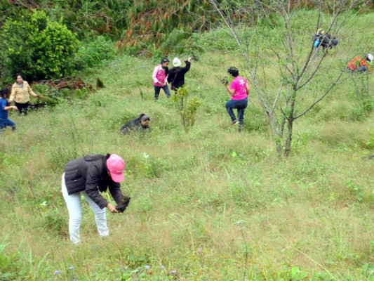 Grupo Opsa al rescate de reserva forestal la Tigra en trabajos de reforestación.