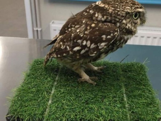 Hallan a un búho tan obeso que es incapaz de volar
