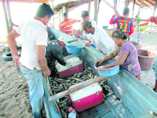 Escuela normal de Comayagua producirá 3,000 quintales de maíz