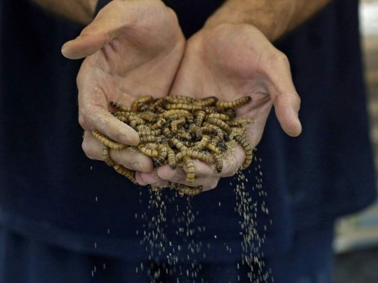¡Supergusanos! La nueva dieta alimenticia que buscan imponer en el Golfo