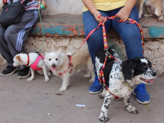 Así inició la jornada de vacunación de perros y gatos en Honduras
