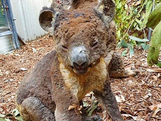 Los koalas han sido víctimas de los incendios forestales que desde septiembre azotan a Australia. Foto: Agencia AP.