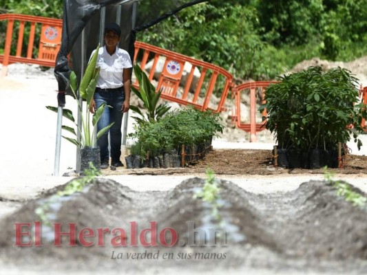 Inauguran el primer Centro de Capacitación y Calidad del Café en La Libertad, Comayagua