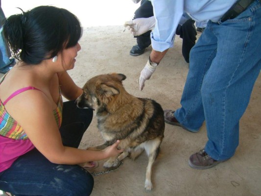 &nbsp;El 14 de marzo iniciará la vacunación canina en Tegucigalpa