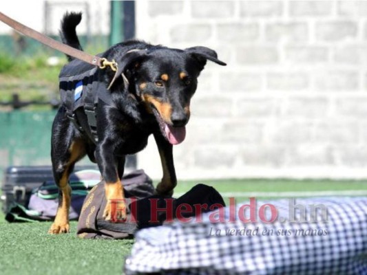 Ranger, el can policía cuya astucia no tiene límite