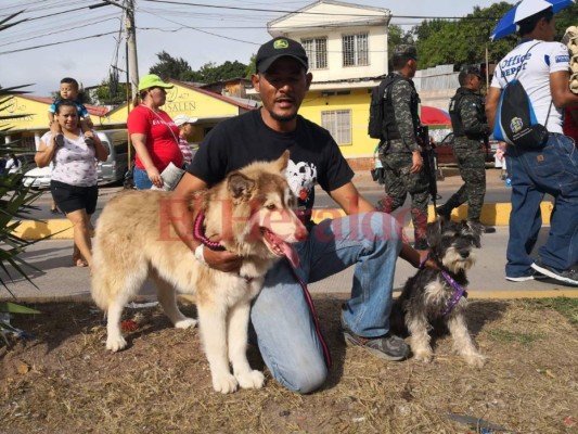 Mascotas también disfrutan de la algarabía de los desfiles