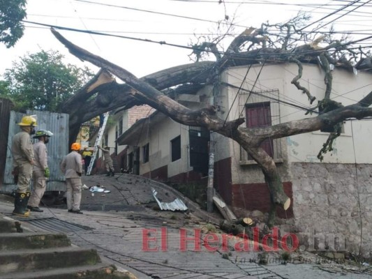 Un enorme árbol cayó sobre una vivienda, además que dañó el cableado en la zona. Foto: Estalin Irías/El Heraldo