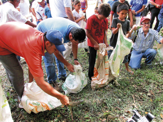 Masiva liberación de iguanas verdes al sur de Honduras