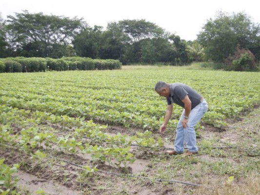 Los productores de Comayagua reclaman créditos y mayor tecnología